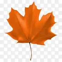 秋叶彩色-美丽的秋叶PNG剪贴画