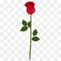 玫瑰花蕾剪贴画-红玫瑰花蕾PNG形象