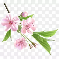 花卉画树剪贴画.粉红色树花春枝