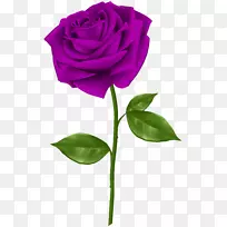 蓝玫瑰插花艺术-紫玫瑰透明PNG剪贴画