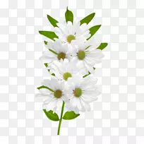 花卉普通雏菊剪贴画-白色雏菊剪贴画