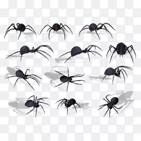 蜘蛛咬伤巴布亚新几内亚昆虫毒液-蜘蛛png图像