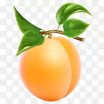 杏-杏透明PNG剪贴画