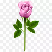 紫玫瑰剪贴画-粉红色玫瑰透明PNG图像