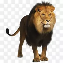 狮子-狮子png图片