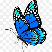 蝴蝶变形虫蓝木瓜尤利西斯-蝴蝶蓝PNG剪贴画图像