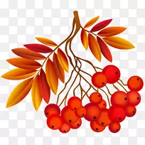 南半球秋季，北半球季节，九月秋分-秋叶装饰植物PNG图像