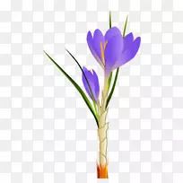 花芙蓉菊花剪贴画-春番红花盆景