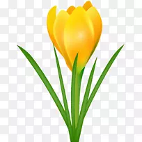 黄花番红花、菊花、春番红花剪贴画-黄番红花透明PNG剪贴画图像