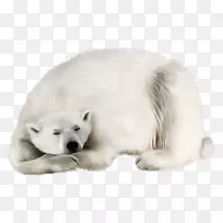 北极熊柯迪亚克无耳海豹海象地球极地白熊PNG透明剪贴画图像