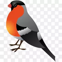 鸟类冬季剪贴画-冬季鸟透明PNG剪贴画