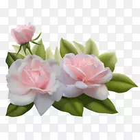 玫瑰粉红剪贴画-美丽的三朵粉红色玫瑰PNG图像