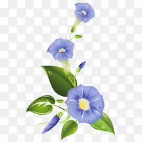 紫云英，牵牛花，迷迭香，菊花，山茱萸，凤尾草
