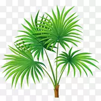 紫丁香科剪贴画-棕榈植物透明PNG剪贴画