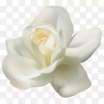 阿拉伯茉莉花茶剪贴画-美丽的白玫瑰PNG剪贴画