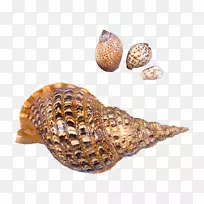 海贝壳滩海螺-透明海螺贝壳图片
