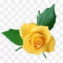 玫瑰黄色剪贴画-黄玫瑰PNG透明图片