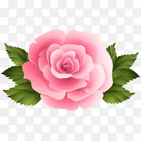 粉红花园玫瑰，蜈蚣玫瑰，剪贴画-粉红色玫瑰剪贴画