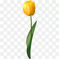 荷兰郁金香花黄色-黄色郁金香透明PNG剪贴画图像