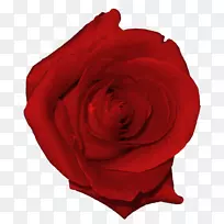 海滩玫瑰花园玫瑰插花艺术-真正的红玫瑰PNG图片