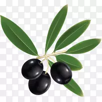 橄榄油地中海盆地意大利菜-橄榄油PNG