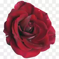 花园玫瑰、蜈蚣玫瑰、花卉切花-红色大玫瑰花悬垂图