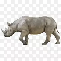 犀牛3D渲染-犀牛PNG