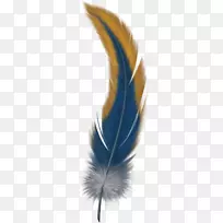 鸟类羽毛：北美鸟类指南-天堂鸟飞行羽毛-羽毛PNG