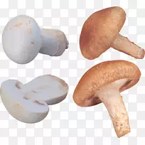 普通香菇-蘑菇PNG图像