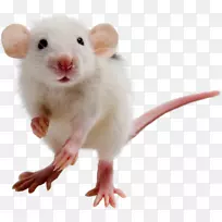 鼠沙鼠仓鼠-小鼠，大鼠PNG图像
