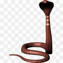 蛇王眼镜蛇爬行动物-眼镜蛇图片，免费下载图片