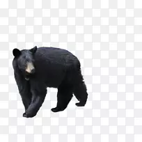 棕熊北极熊佛罗里达黑熊图片