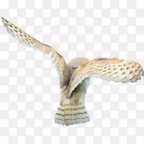 OWL PNG