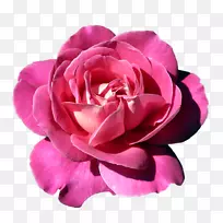 粉红色玫瑰-粉红色玫瑰花