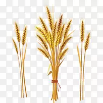 呼罗珊小麦麦穗分蘖-小麦PNG