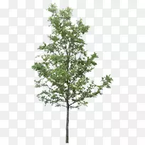 树点-树PNG图像