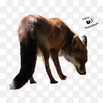红狐北极狐黑飞狐PNG