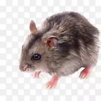 老鼠剪贴画-小老鼠，老鼠PNG图像
