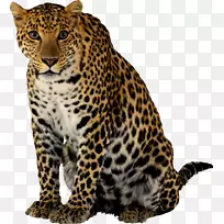 雪豹猫科虎猎豹PNG