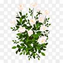 玫瑰插画-免费剪贴画-玫瑰灌木PNG剪贴画
