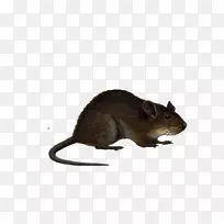 棕色大鼠黑鼠剪贴画-大鼠PNG图像