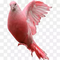 家鸽祝福-粉红色鸽PNG形象