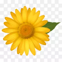 金盏菊-黄色雏菊图片