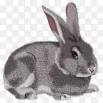 兔剪贴画-灰兔PNG剪贴画