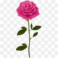 玫瑰植物茎夹艺术-粉红色玫瑰与茎PNG剪贴画图像