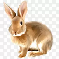 安哥拉兔剪贴画-画兔子剪贴画