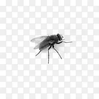 黑、白昆虫-蝇PNG图像