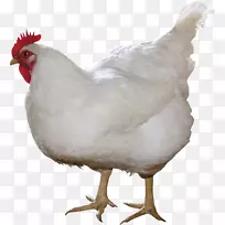 炸鸡水牛翼烧烤鸡-白鸡PNG图像
