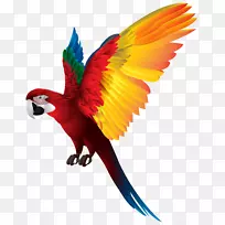 红胸侏儒鹦鹉鸟类剪贴画鹦鹉PNG透明剪贴画图片