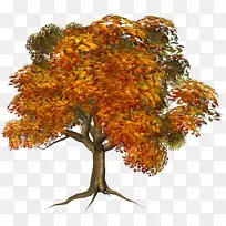 树秋剪贴画-大型秋季树木剪贴画